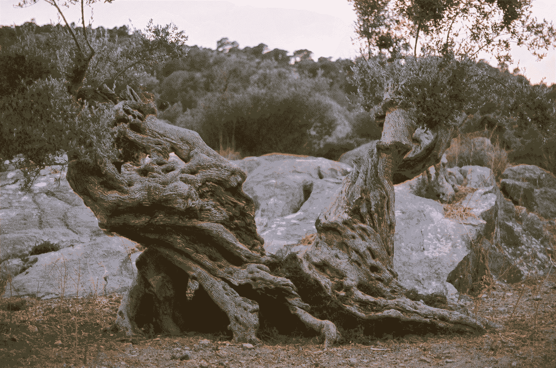 Ecoregion in Tramuntana: Pioneering Agroecological and Forest Dynamization